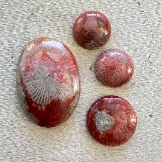 Fossilized Red Coral - Available for Custom Order - Prices Starting At: