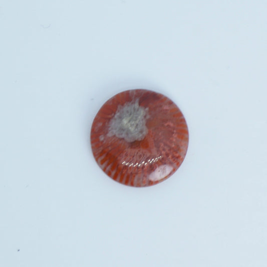 red horn fossilized coral available for custom order jewelry