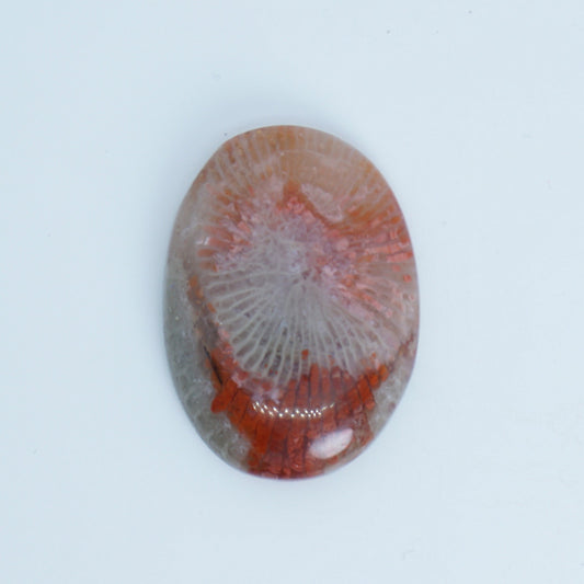 Red horn coral Fossilized coral on a white background