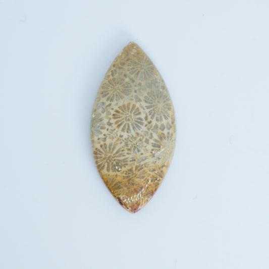 fossilized coral cabochon available for custom order jewelry