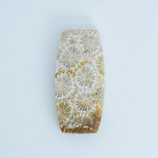 fossilized coral cabochon available for custom order jewelry