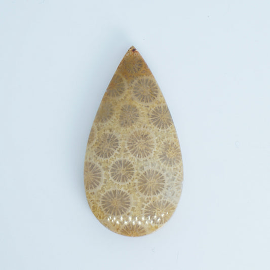 fossilized coral cabochon available for custom order jewelry